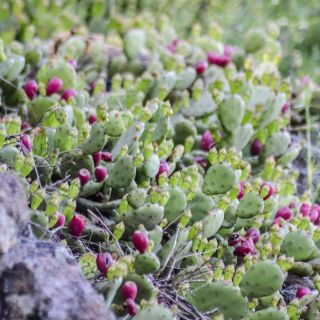  Extract de Opuntia vulgaris