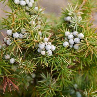 Extract de Juniperus communis